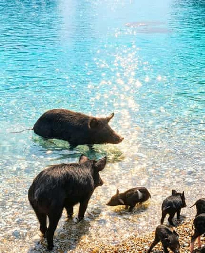 Billet Nydri : croisière Piggy : nagez avec les célèbres cochons nageurs d'Atokos