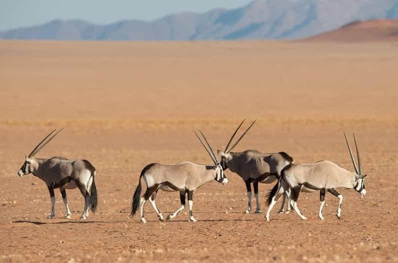 Billet Safari de 3 jours dans le désert de Sossusvlei en Namibie