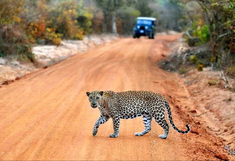 Billet Yala : excursion privée d'une journée avec déjeuner et frais d'entrée