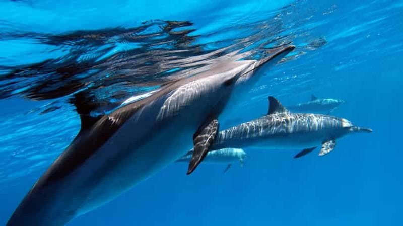 Billet Île de Tahiti : 4 heures de plongée en apnée