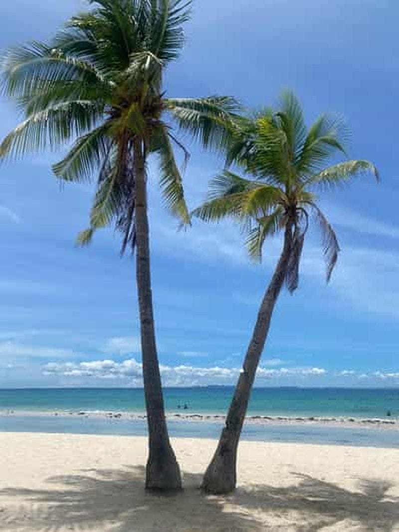 Billet Bohol : excursion d'observation des dauphins et des tortues sur l'île de Pamilacan