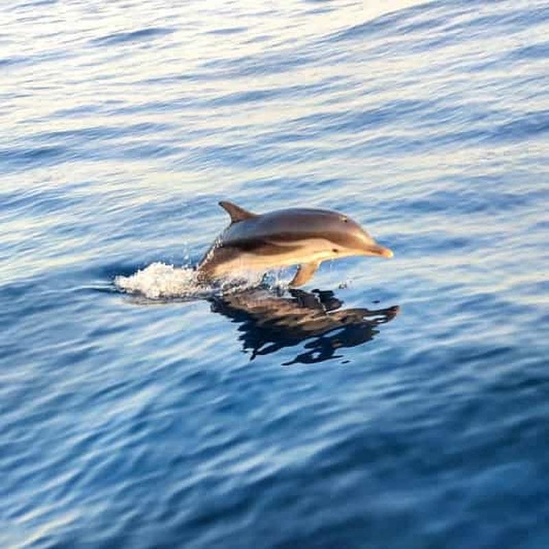Billet Taormine – Giardini-Naxos : sortie en bateau au coucher du soleil à la recherche des dauphins