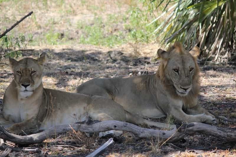 Billet Visite du parc national Nyerere