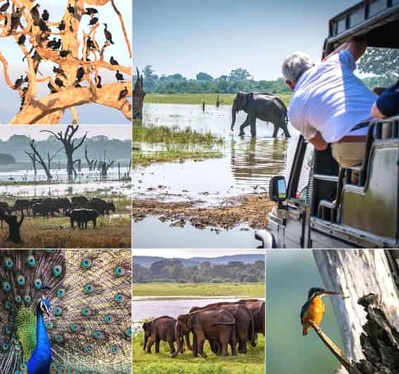 Billet Depuis Ella : safari au parc national d'Uda Walawe et visite d'Hiriketiya