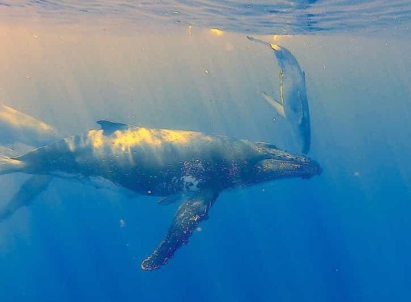 Billet La Réunion : nagez avec les baleines et dauphins avec Octopus Plongee