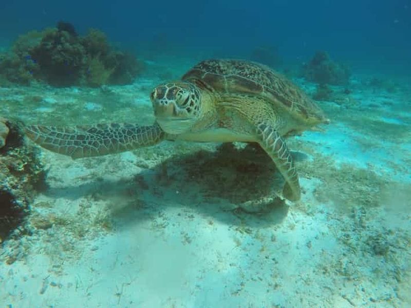 Billet Bohol : baignade avec les tortues, île et banc de sable, déjeuner