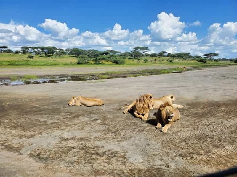 Billet Circuit du sud du Serengeti et du Ngorongoro avec de nouveaux bébés