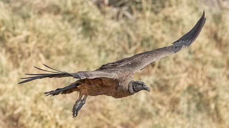 Billet Depuis Cordoue : Observation des condors et randonnée à la cascade de Los Lampazos avec déjeuner