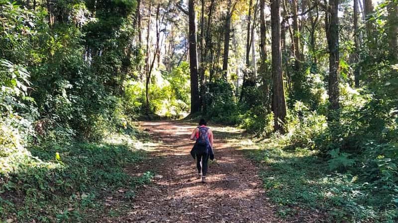 Billet Au départ d'Antigua Guatemala : Observation des oiseaux et randonnée panoramique