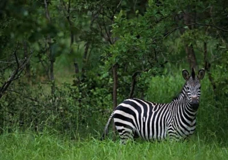 Billet Malawi : safari guidé dans la réserve naturelle de Majete