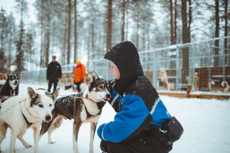 Billet Rovaniemi : balade avec chiens de traîneau en début d'hiver, 3 km, en autonomie