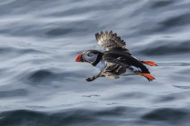 Billet Le safari ornithologique