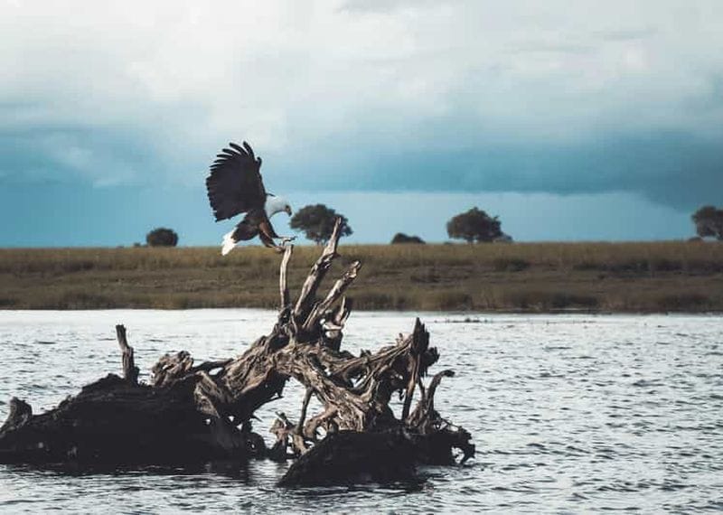 Billet Katima Mulilo : safari en bateau au coucher du soleil sur le Zambèze