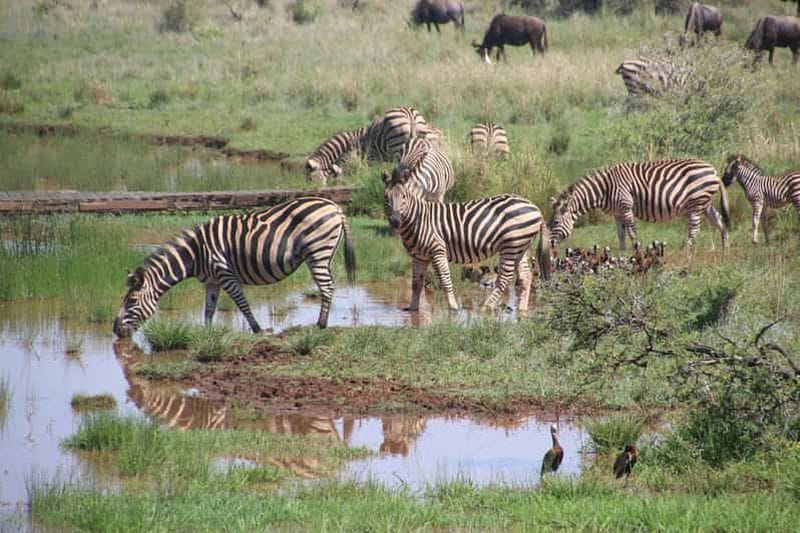 Billet Tanzanie : 7 jours de safari de luxe au Serengeti et au Ngorongoro