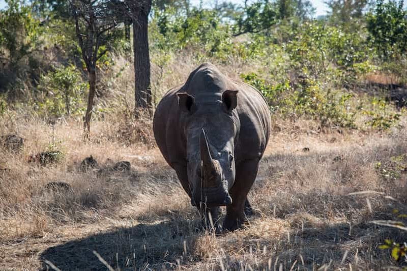 Billet Safari de Mosi oa Tunya et safari à pied des rhinocéros