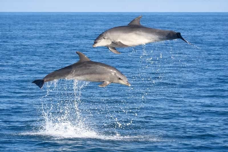Billet Olbia : observation de dauphins et snorkeling sur l'île de Figarolo