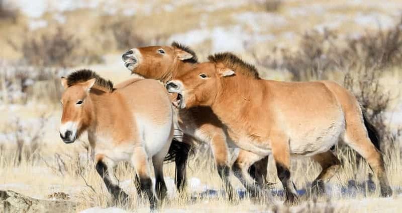 Billet Visite d'une journée au parc national de Hustai (rencontre avec une famille nomade)