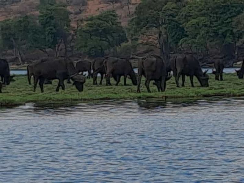 Billet Safari de 2 jours et 1 nuit à Chobe