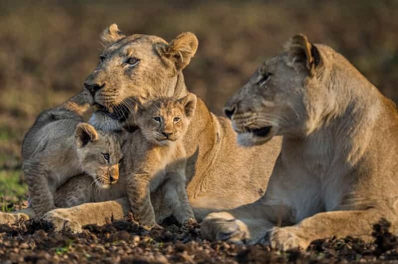Billet Excursion de 5 jours et 4 nuits au lac Malawi et au parc national de Liwonde