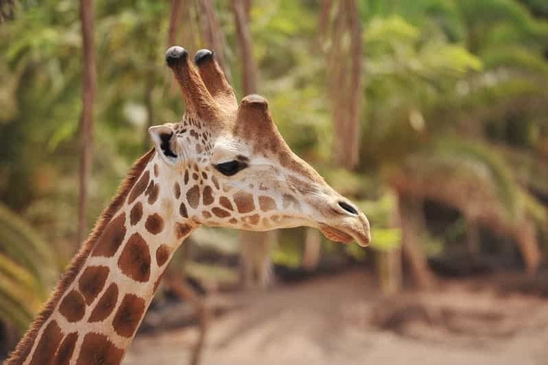 Billet Fuerteventura : billet d'entrée pour la faune de l'Oasis