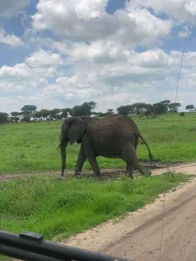 Billet Tanzanie : Serengeti, Ngorongoro, Tarangire, et Manyara ...