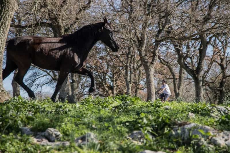 Billet Martina Franca : visite d'une ferme à vélo électrique et dégustation de fromages