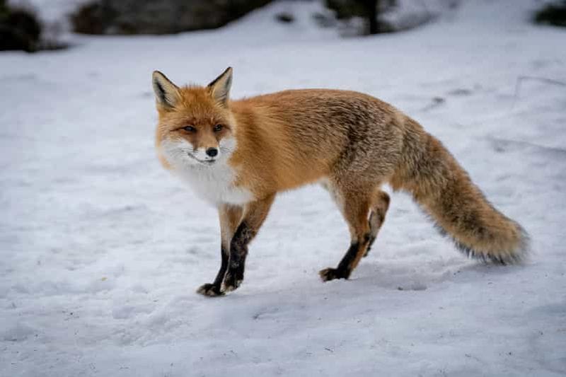 Billet Rovaniemi : visite du parc animalier de Ranua avec transferts