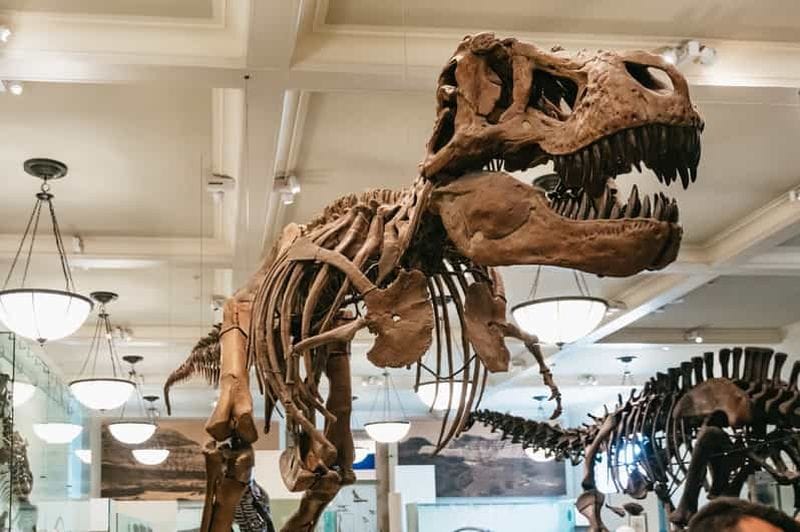 Billet New York City : American Museum of Natural History Billet
