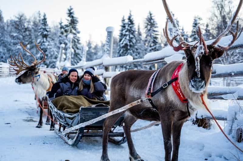 Billet Rovaniemi : visite d'une ferme de rennes avec promenade en traîneau
