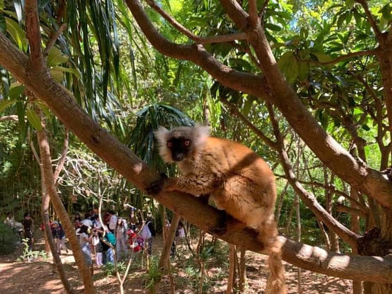 Billet Antananarivo : visite privative du parc des lémuriens et du palais de la Reine