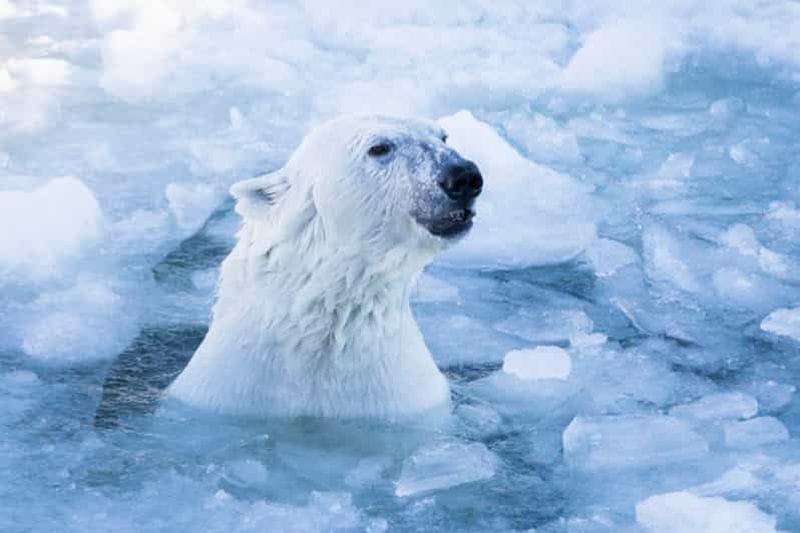 Billet Rovaniemi : billet pour le zoo de Ranua avec visite à pied et déjeuner