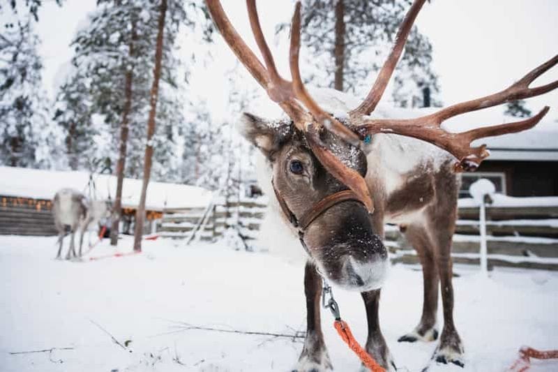 Billet Rovaniemi : Excursion en motoneige et découverte des rennes