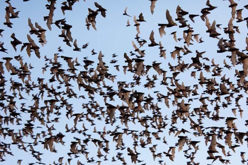 Billet Une journée TukTuk Handicrafts Bambootrain Killing&BatCaves,Sunset