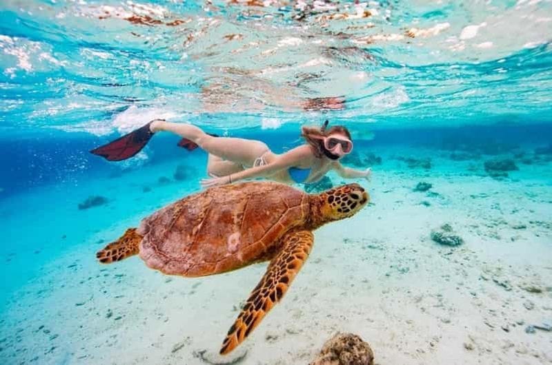 Billet Îles Cook : excursion guidée de snorkeling avec équipement et collations