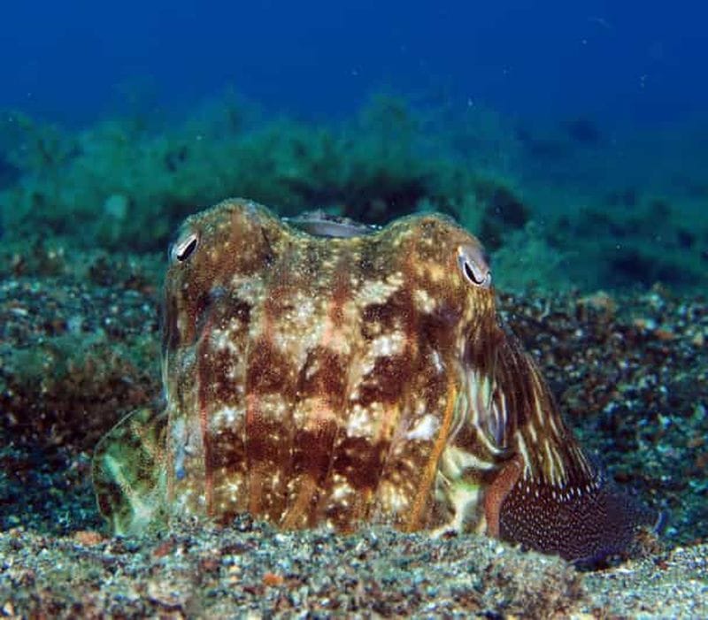 Billet Lanzarote : Plongée sous-marine à Playa Chica | Photos incluses