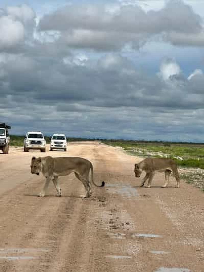 Billet Windhoek : safari de 3 jours dans le parc national d'Etosha