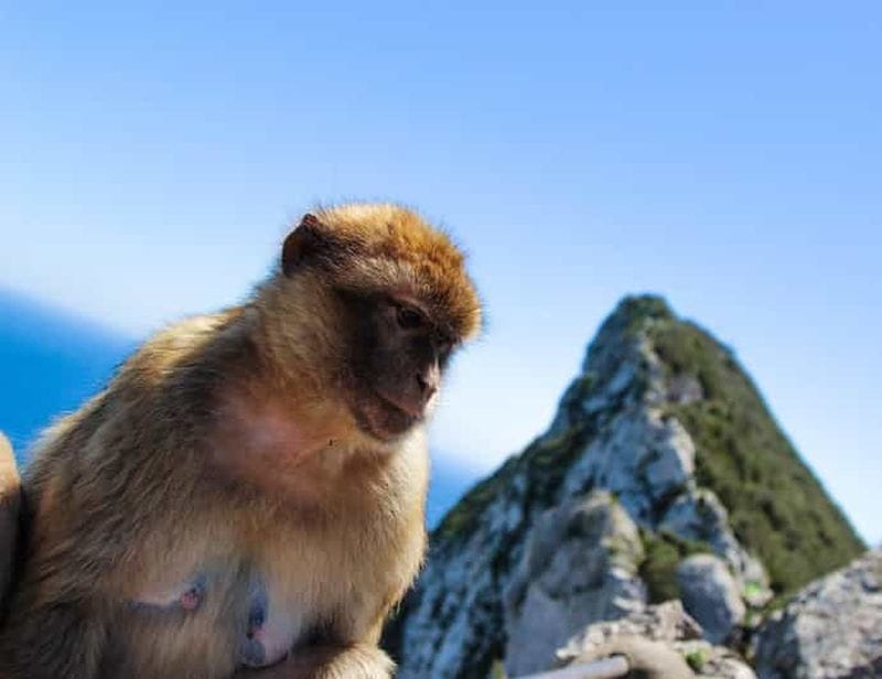 Billet Depuis Malaga : Gibraltar avec temps libre et guide professionnel