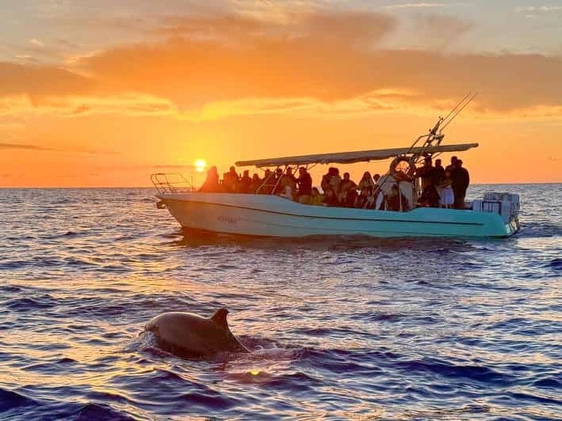 Billet Depuis Alcudia : Excursion en bateau pour observer les dauphins au lever du soleil