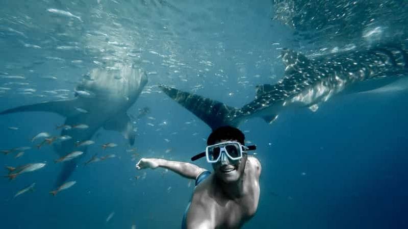 Billet Cebu : nage aux côtés de requins-baleines à Oslob et canyoning à Kawasan