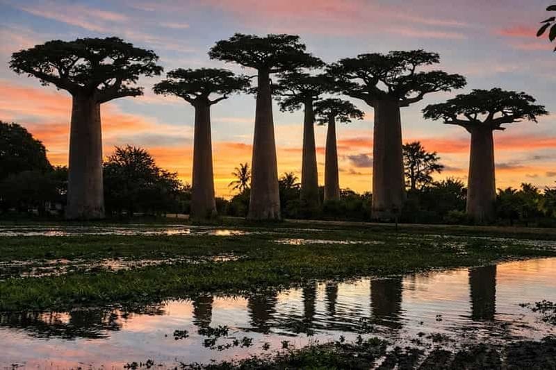 Billet Découverte de Madagascar en 6 jours : faune, lémuriens et avenue des Baobabs
