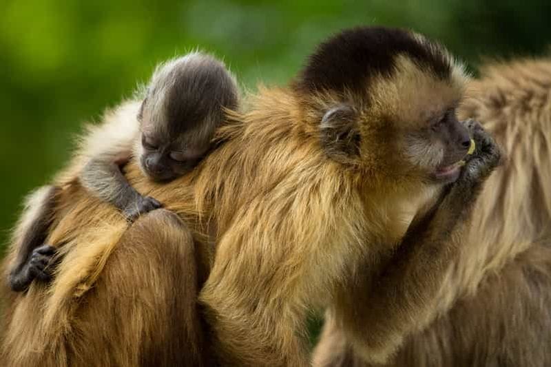 Billet Santa Cruz : visite du sanctuaire animalier et du parc naturel