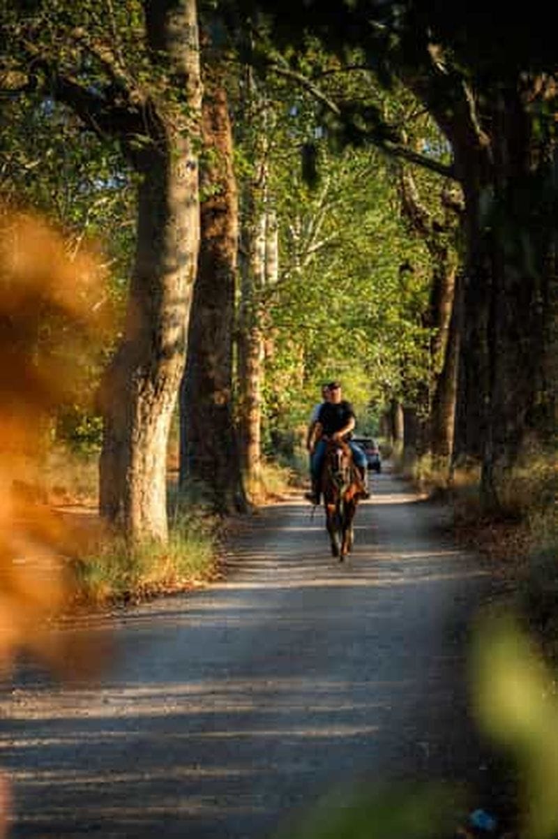 Billet Provence : balade à cheval dans le parc naturel des Alpilles