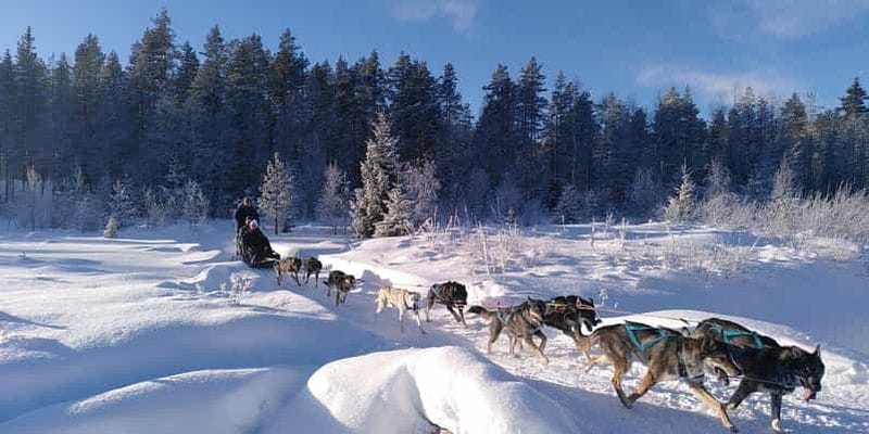 Billet Ljørdalen - Trysil : visite guidée en traîneau à chiens avec déjeuner