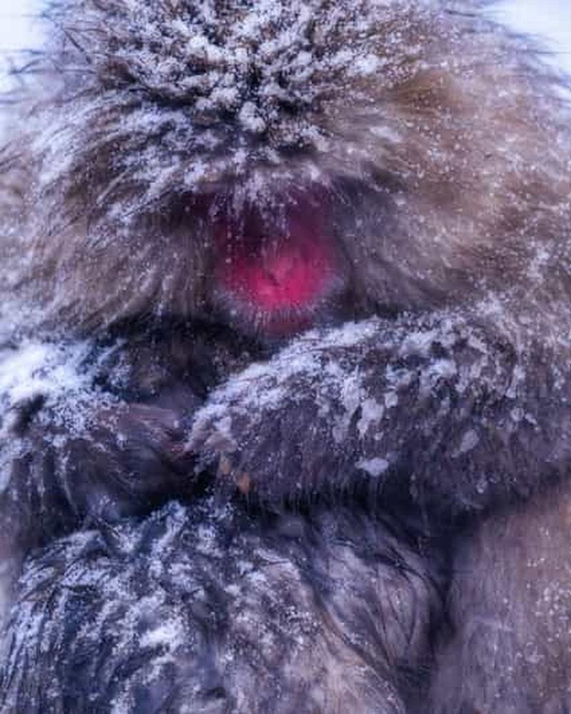 Billet Tokyo : excursion privée d'une journée aux singes des neiges et au temple Zenko-ji
