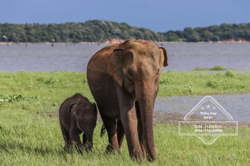 Billet Depuis Sigiriya, le billet pour le safari à dos d'éléphant dans le parc écologique de Hurulu est inclus
