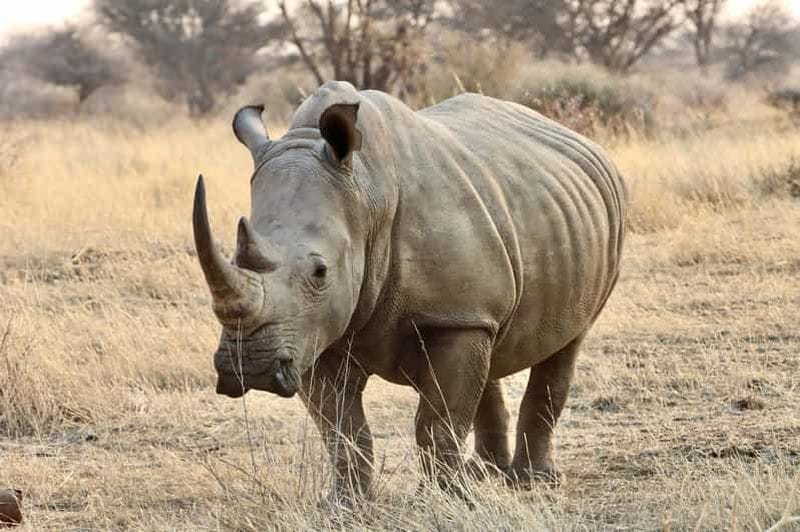 Billet Windhoek : Safari au cœur de la faune d'Okapuka