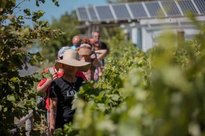 Billet Ikaria Longevity, cave familiale et bien-être