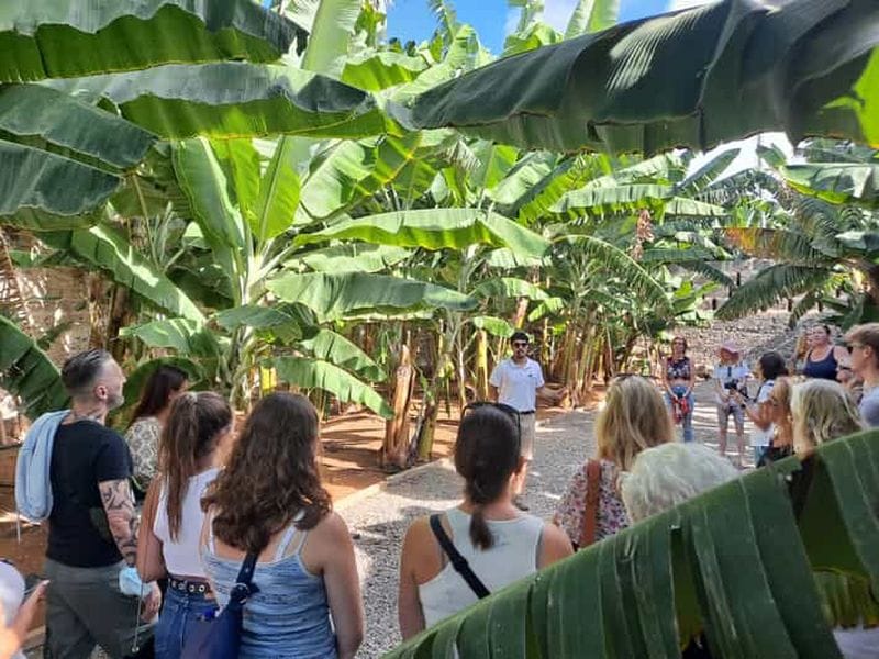 Billet Gran Canaria : visite guidée et dégustation du monde de la banane