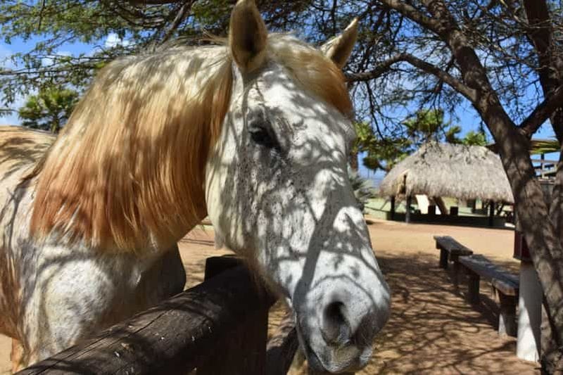 Billet Martinique : balade privée à cheval sur la plage