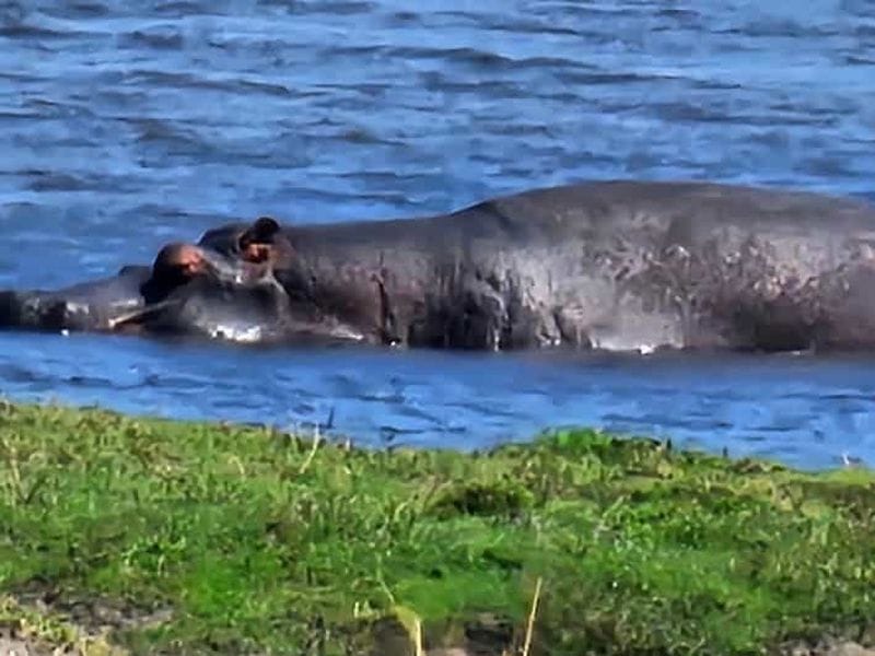 Billet Chobe : Croisière au coucher du soleil